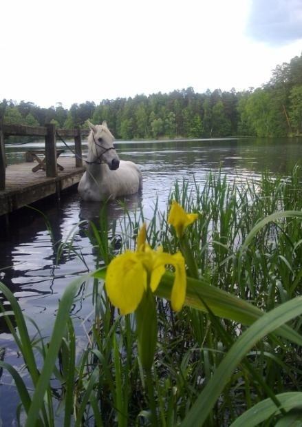 Īpašums atrodas uz Beberbeķu ezera ..
