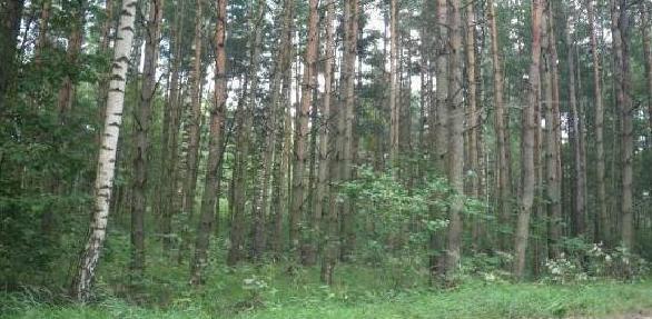 Pārdod zemi ar kopējo platību 69032 kv. m.