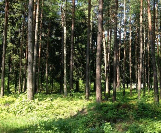 Piedāvājam pārdošanai zemes gabalu in Dzintari