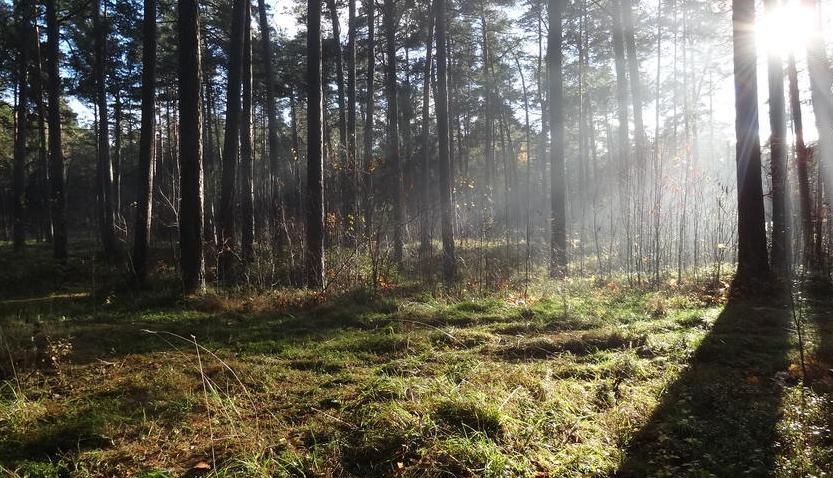 Pārdod skaistu zemes gabalu Jurmalā, Brīvības propspektā.