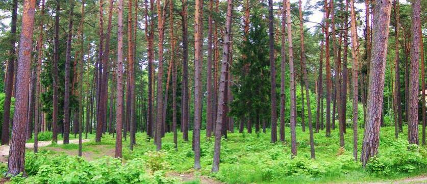 В сосновом лесу продается участок под частную застройку.