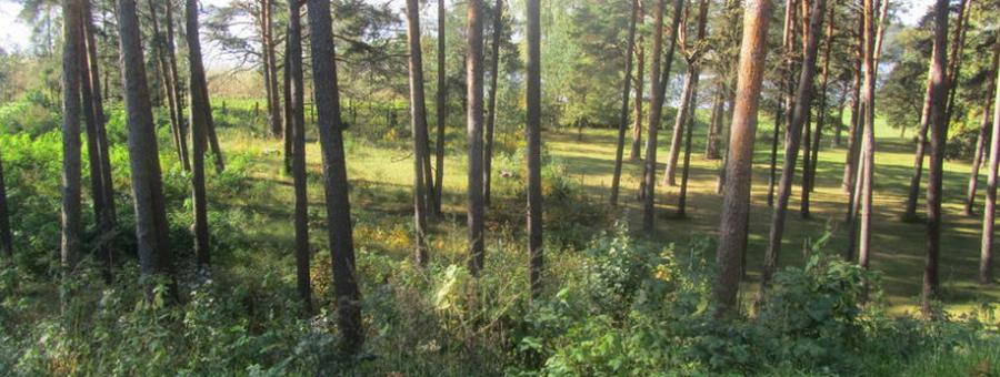 We offer for sale a plot of land in Baltezers